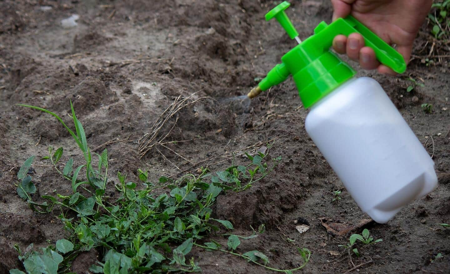 Using Vinegar To Kill Weeds The Home Depot 6684